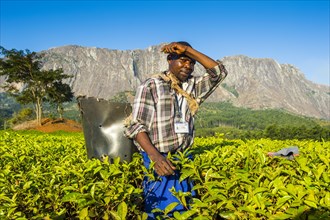 Tea picker on a tea estate on Mount Mulanje