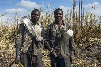 Proud sugar cane cutters in the burned sugar cane fields