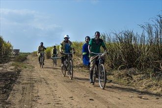 Sugar cane cutters on their way to work cycling through the sugar cane fields
