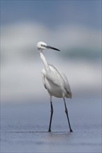 Little Egret (Egretta garzetta)