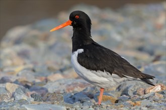 Eurasian Oystercatcher (Haematopus ostralegus)