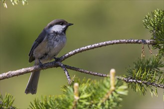 Grey-headed Chickadee (Poecile cinctus lapponicus)