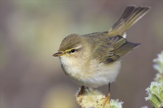 Adult willow warbler (Philloscopus trochilus acredula) perched on a branch