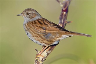 Dunnock (Prunella modularis)