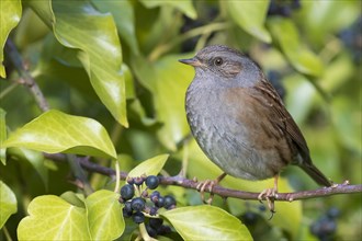 Dunnock (Prunella modularis)