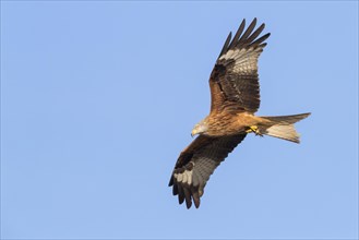 Red Kite (Milvus milvus)
