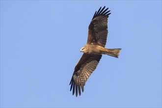 Black Kite (Milvus migrans)