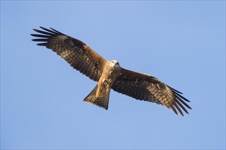 Black Kite (Milvus migrans)