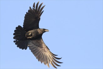 Raven (Corvux corax hispanus)