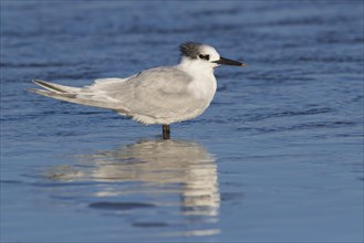 Sandwich Tern (Thalasseus sandvicensis)