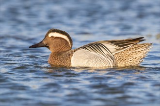 Garganey (Anas querquedula)