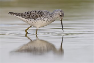 Marsh Sandpiper (Tringa stagnatilis)