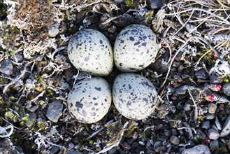Eggs of Ringed Plover (Charadrius hiaticula psammodromus)