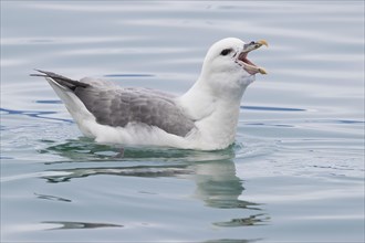 Northern Fulmar (Fulmarus glacialis audubon)