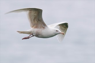 Glaucous Gull (Larus hyperboreus leucerectes)