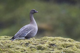 Pink-footed goose (Anser brachyrhynchus)