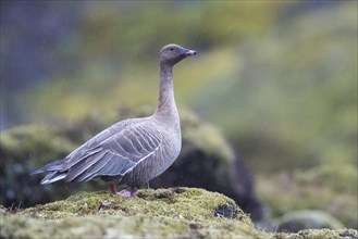 Pink-footed goose (Anser brachyrhynchus)