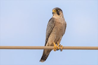 Barbary Falcon (Falco pelegrinoides)