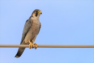 Barbary Falcon (Falco pelegrinoides)