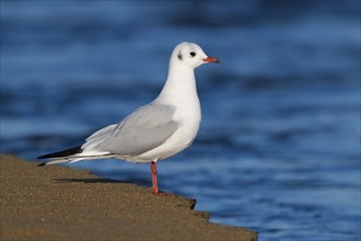 Black-headed Gull (Chroicocephalus ridibundus)