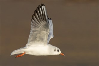 Black-headed Gull (Chroicocephalus ridibundus)