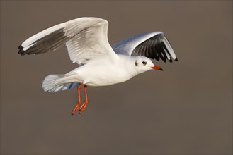 Black-headed Gull (Chroicocephalus ridibundus)