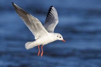 Black-headed Gull (Chroicocephalus ridibundus)