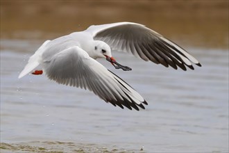 Black-headed Gull (Chroicocephalus ridibundus)