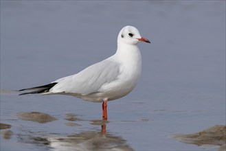 Black-headed Gull (Chroicocephalus ridibundus)