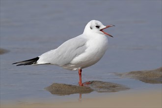 Black-headed Gull (Chroicocephalus ridibundus)