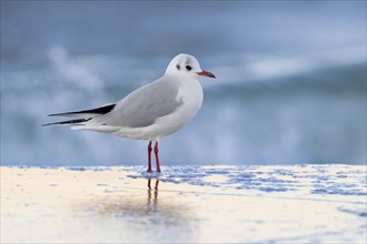 Black-headed Gull (Chroicocephalus ridibundus)