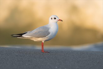 Black-headed Gull (Chroicocephalus ridibundus)