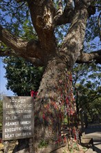 Killing Tree with bracelets in memory of killed children