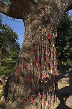 Killing Tree with bracelets in memory of killed children