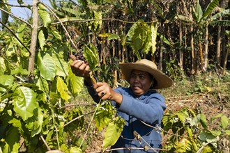 Worker picking ripe coffee beans