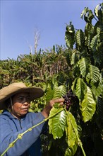 Worker picking ripe coffee beans