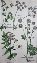 Apiaceae or Umbelliferae