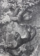 Sloth (Bradypus torquatus)