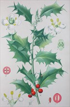 Common holly (Ilex aquifolium)