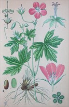 Marsh cranesbill (Geranium palustre)