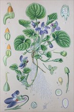 Wood violet (Viola odorata)