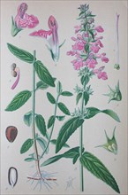 Common hedgenettle (Stachys officinalis)