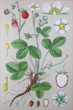 Wild strawberry (Fragaria vesca)