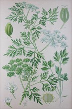 Fool's parsley (Aethusa cynapium)