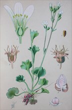 Meadow saxifrage (Saxifraga granulata)