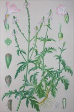 Common vervain (Verbena officinalis)