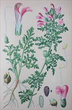 Marsh Lousewort (Pedicularis palustris)