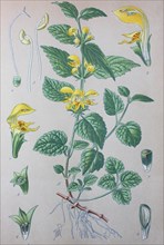 Yellow archangel (Lamium galeobdolon)