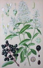 Wild privet (Ligustrum vulgare)