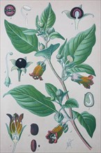 Belladonna (Atropa belladonna)
